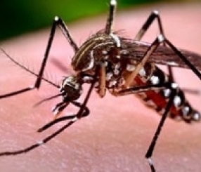Cuidado com o Zika vírus.